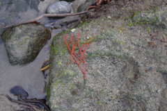 Leptogorgia chilensis