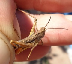 Chorthippus maritimus