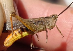 Chorthippus maritimus