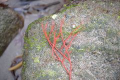 Leptogorgia chilensis