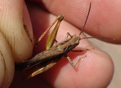 Chorthippus maritimus