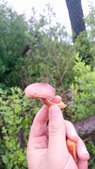 Gymnopilus subpurpuratus