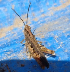 Chorthippus maritimus