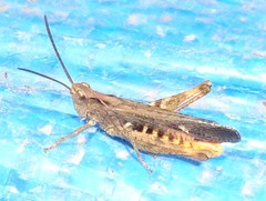 Chorthippus maritimus