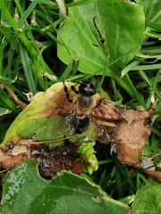 Apis mellifera
