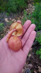 Gymnopilus subpurpuratus