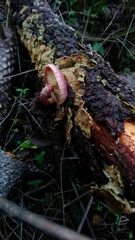 Gymnopilus subpurpuratus