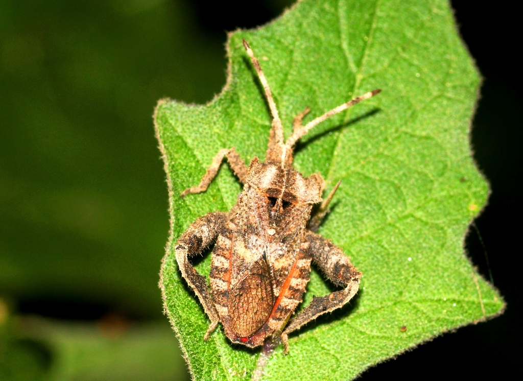 Petalocnemis obscura