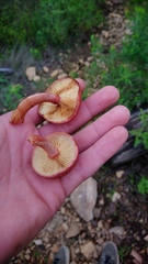 Gymnopilus subpurpuratus