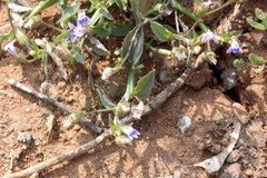 Lobelia alsinoides