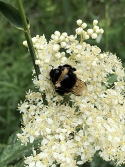 Bombus terrestris