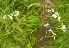 Galium sterneri