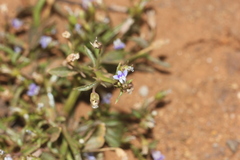 Lobelia alsinoides