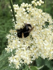 Bombus terrestris