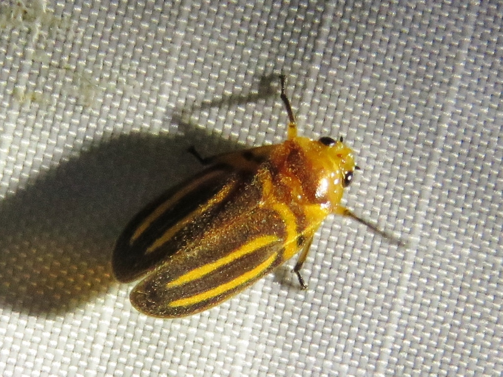 Ocoaxo lineatus