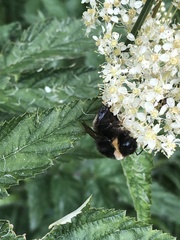 Bombus terrestris