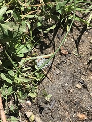 Plebejus melissa