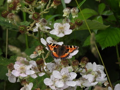 Aglais urticae