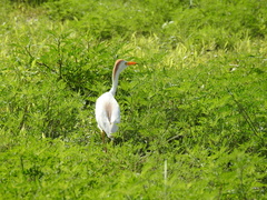 Bubulcus ibis image