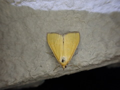Mecyna lutealis