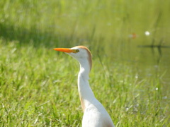 Bubulcus ibis image