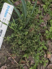 Parietaria pensylvanica