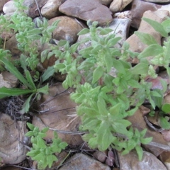 Parietaria pensylvanica
