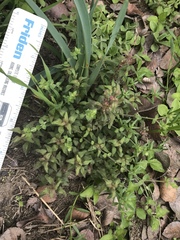 Parietaria pensylvanica