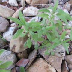 Parietaria pensylvanica