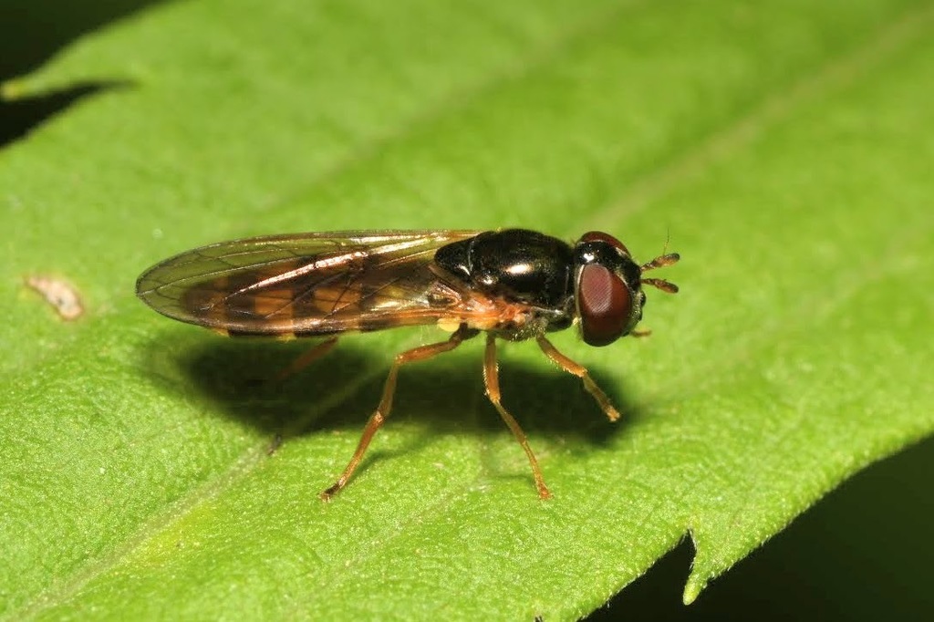 Ladder-backed Hover Fly
