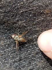 Symphoromyia