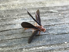 Labeninae