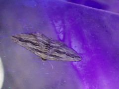 Ecleora solieraria