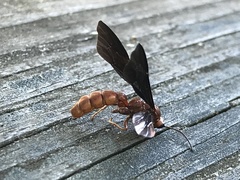 Labeninae