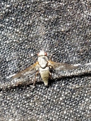 Symphoromyia