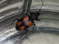 Panagaeus quadrisignatus