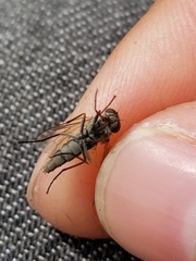 Symphoromyia
