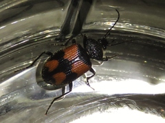 Panagaeus quadrisignatus