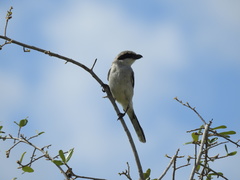 Lanius ludovicianus image