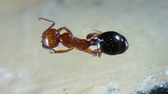 Aphaenogaster uinta