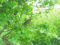 Turdus merula