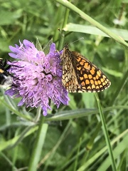 Melitaea athalia
