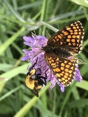 Melitaea athalia
