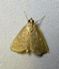 Framinghamia helvalis