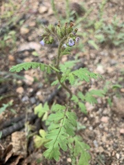 Phacelia denticulata