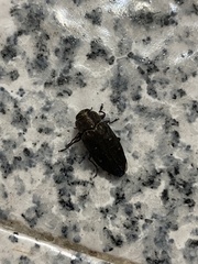 Buprestinae