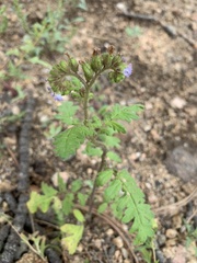 Phacelia denticulata