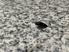 Buprestinae