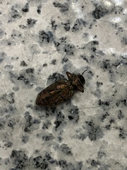 Buprestinae