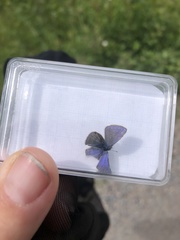 Polyommatus icarus